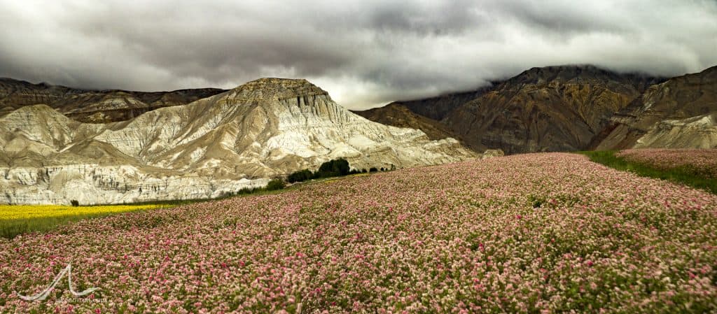 Vivid buckwheat and mustard plants stand in contrast to the dry landscape outside of the ancient, walled city of Lo Manthang, Upper Mustang, Nepal.