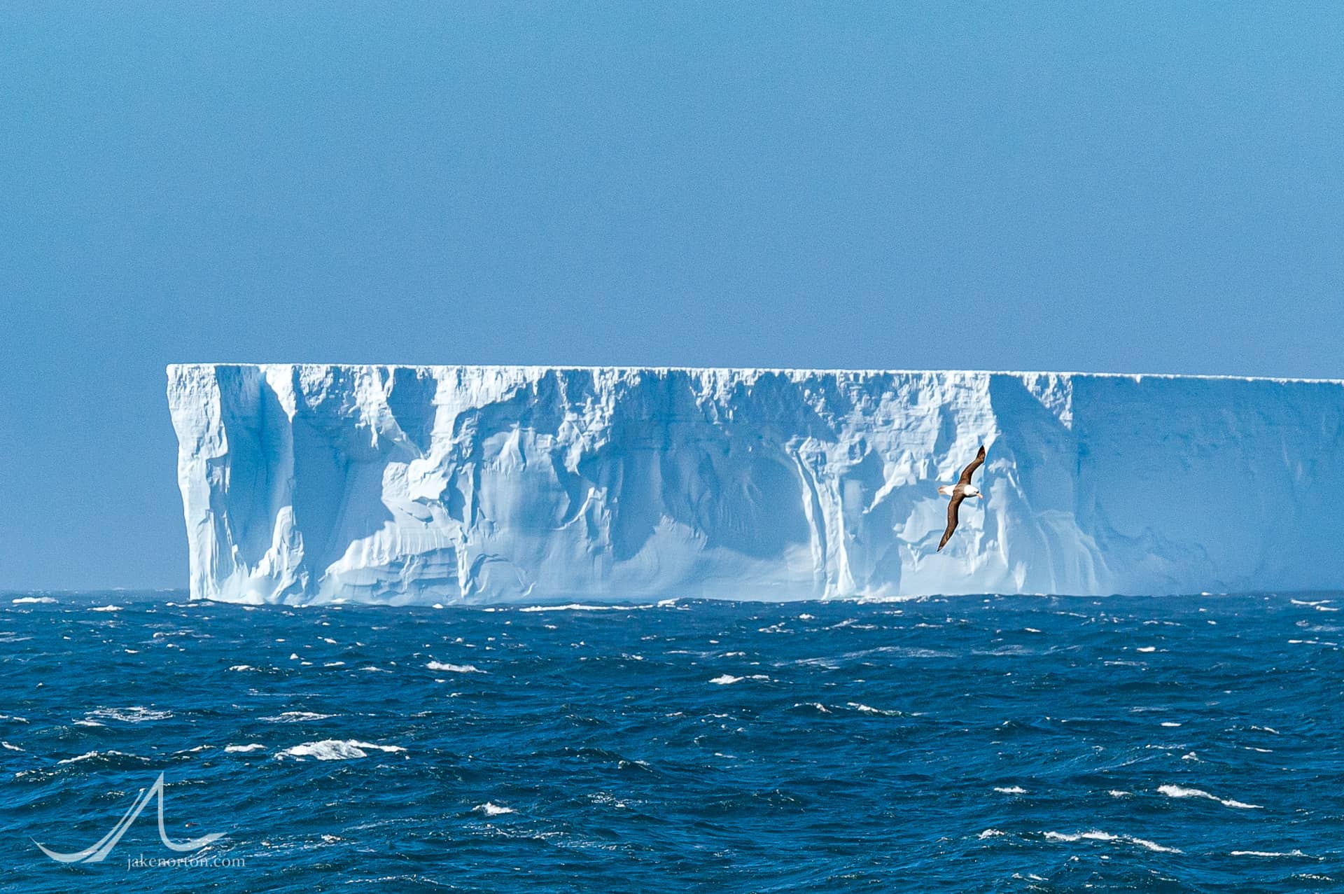 A Black-browed albatross flies in front of a massive iceberg broken off from the Larsen Ice Shelf in Antarctica floats in open waters of the South Atlantic Ocean near South Georgia.