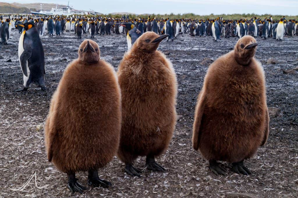 Oakum boys, the chicks of King Penguins (Aptenodytes patagonicus), at Salisbury Plain, South Georgia.