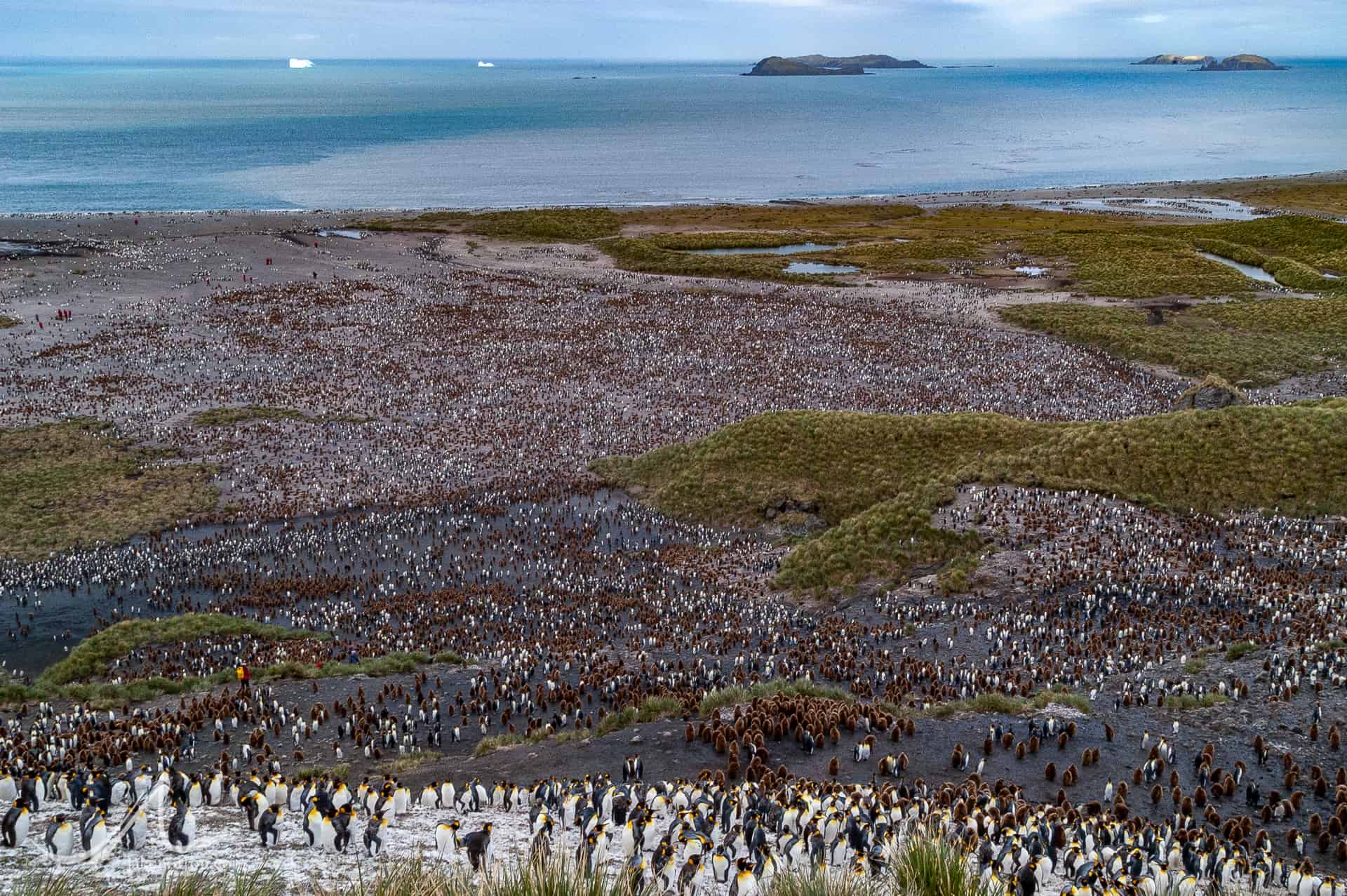 King penguin (Aptenodytes patagonicus) colony at Salisbury Plain, South Georgia.