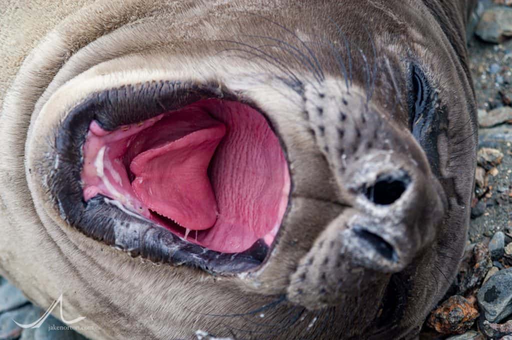 A southern elephant seal pup (Mirounga leonina) whines for my elbow.
