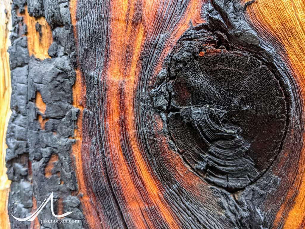 Knot on an old, lightning-struck bristlecone pine high in the Colorado Rockies.