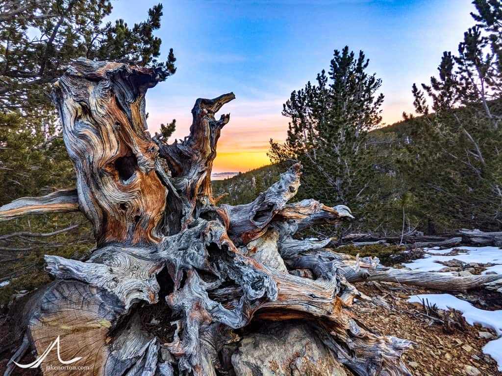 A Rocky Mountain or Colorado bristlecone (Pinus aristata) high in the mountains of Colorado.