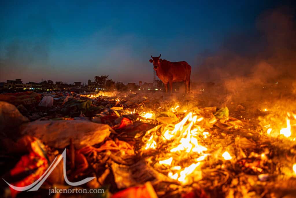 A sacred cow munches joyfully on some treat found in the burning trash of a dump outside Rishikesh, India.